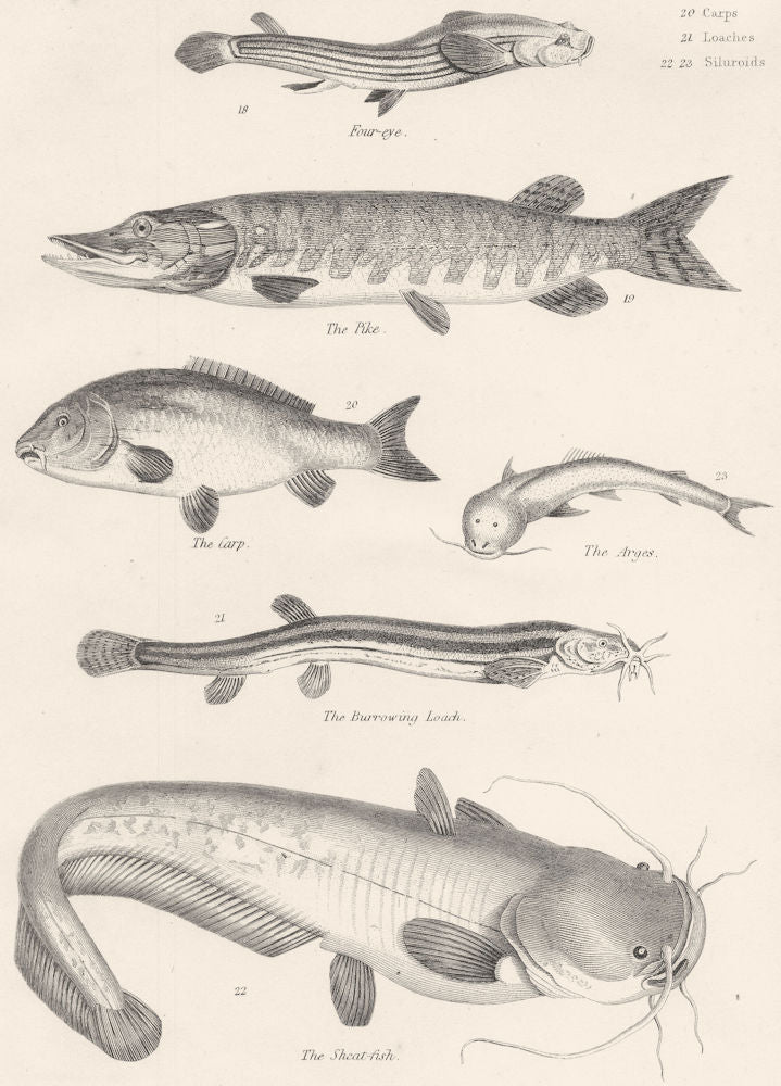 FISH. Fishes- eye; Pike; Carp; Arges; Burrowing Loach; Sheat  1860 old print